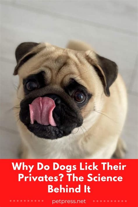 My Dog Keeps Licking Their Private Area – When to。